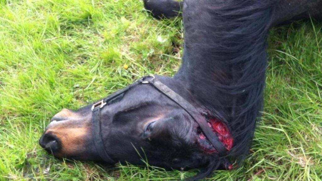 A horse was found dead in the Darndale Park area of Dublin with a number of injuries to its body yesterday. Photograph: Aran