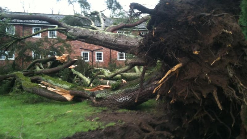 A large tree which fell near a house in Brookfield Lodge, near University College Cork today. Photograph:  Stephane Hyland