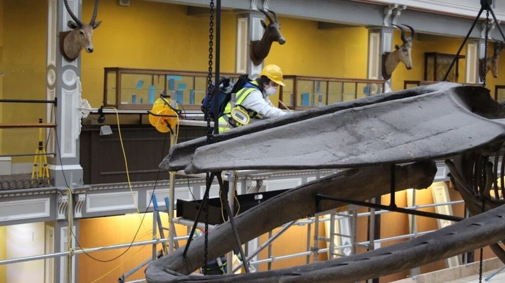 One of the whale skeletons which had to be removed bone by bone