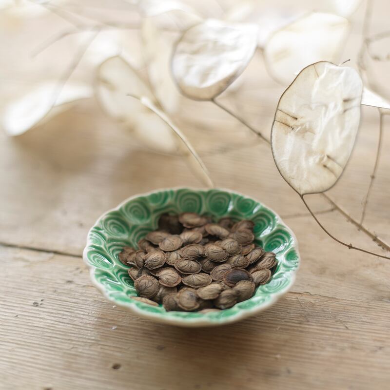 Ripe lunaria (honesty) seed harvested from Fionnuala's gardenPhoto Credt Richard Johnston