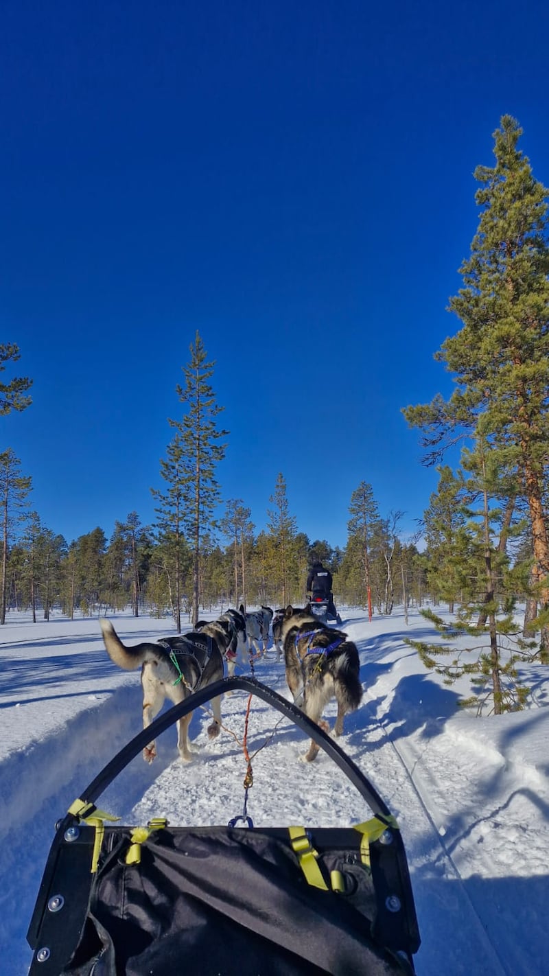 Husky mushing, Menesjärvi, Inari, Finland