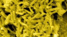 Old idea is revived to help fight bad bacteria in the gut