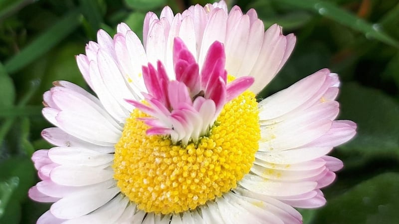 Unusual daisy in Co Wicklow