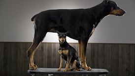 ‘Micro’ canines reported following microchipping