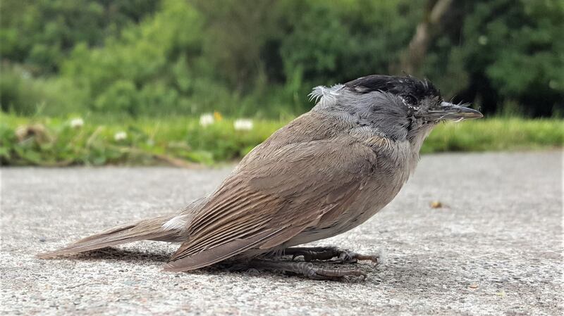 Male blackcap