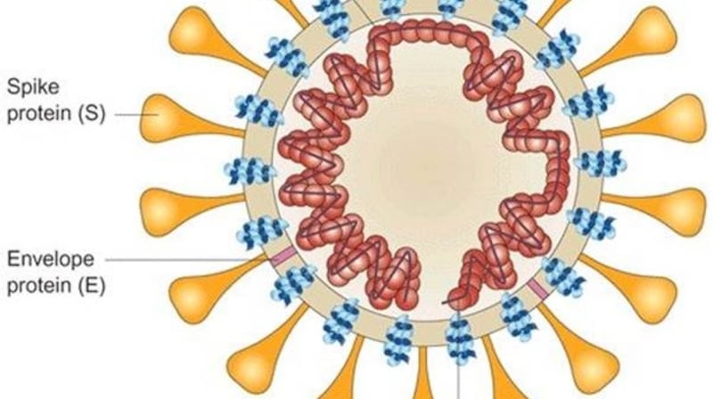 Viruses fall into three structural categories – spherical, rod-shaped and complex (generally combining spherical and rod). Animal viruses are also enclosed in a membrane “envelope” derived from the host cell