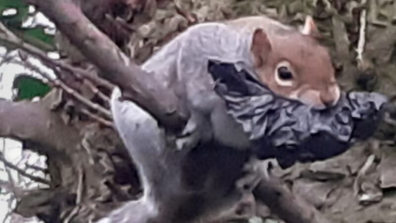 A squirrel spotted in St Enda’s Park, Dublin.