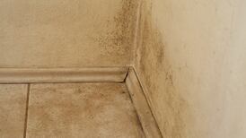 There’s mould in our rented home. But I don’t want to lose my deposit