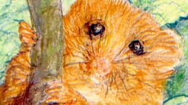 Michael Viney’s Christmas quiz: test your nature knowledge