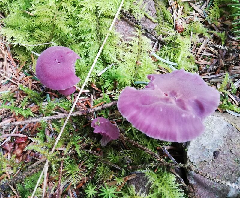 Amethyst deceiver mushroom. Photograph supplied by Jim Duff