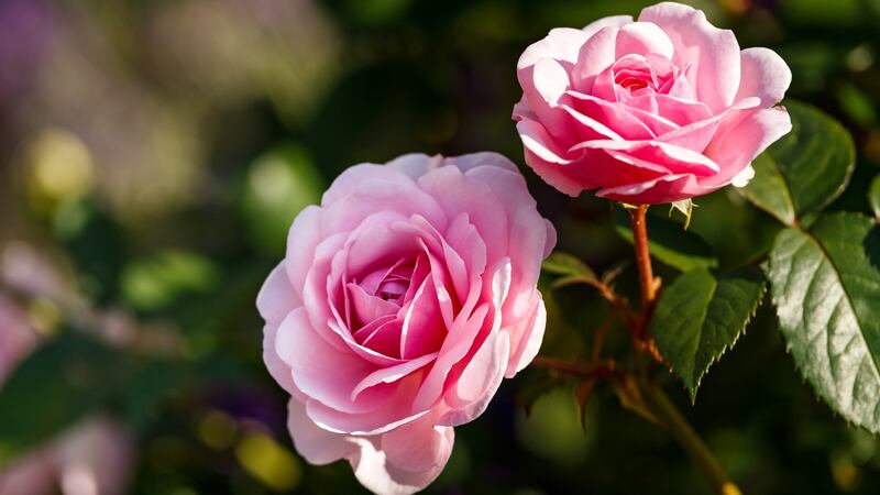 If you’ve recently planted container-grown roses it’s important to keep them regularly watered. Photograph: iStock