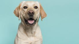 Coronavirus: Tests to begin to see if dogs can detect Covid-19 before symptoms appear