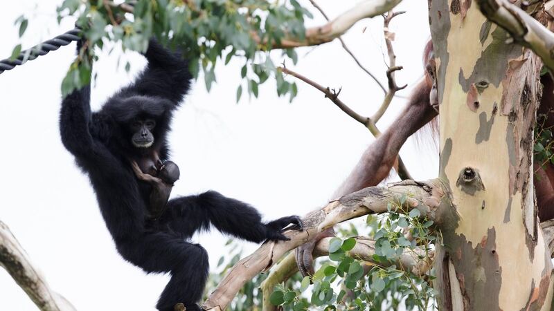 Dublin Zoo’s latest arrival, a baby siamang gibbon, clings tightly to mother Cahaya.