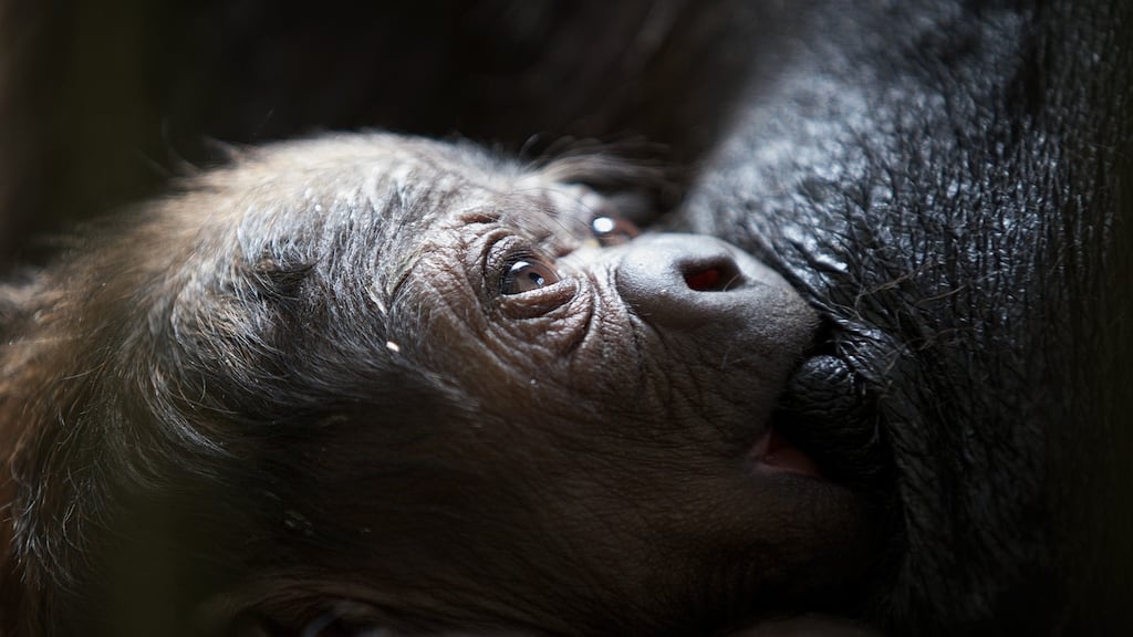 Lena, the western lowland gorilla at Dublin Zoo, breastfed her baby immediately and will continue to do so for up to five years. She “did not need a lactation consultant to urge her to do what is best”. Photograph: Patrick Bolger