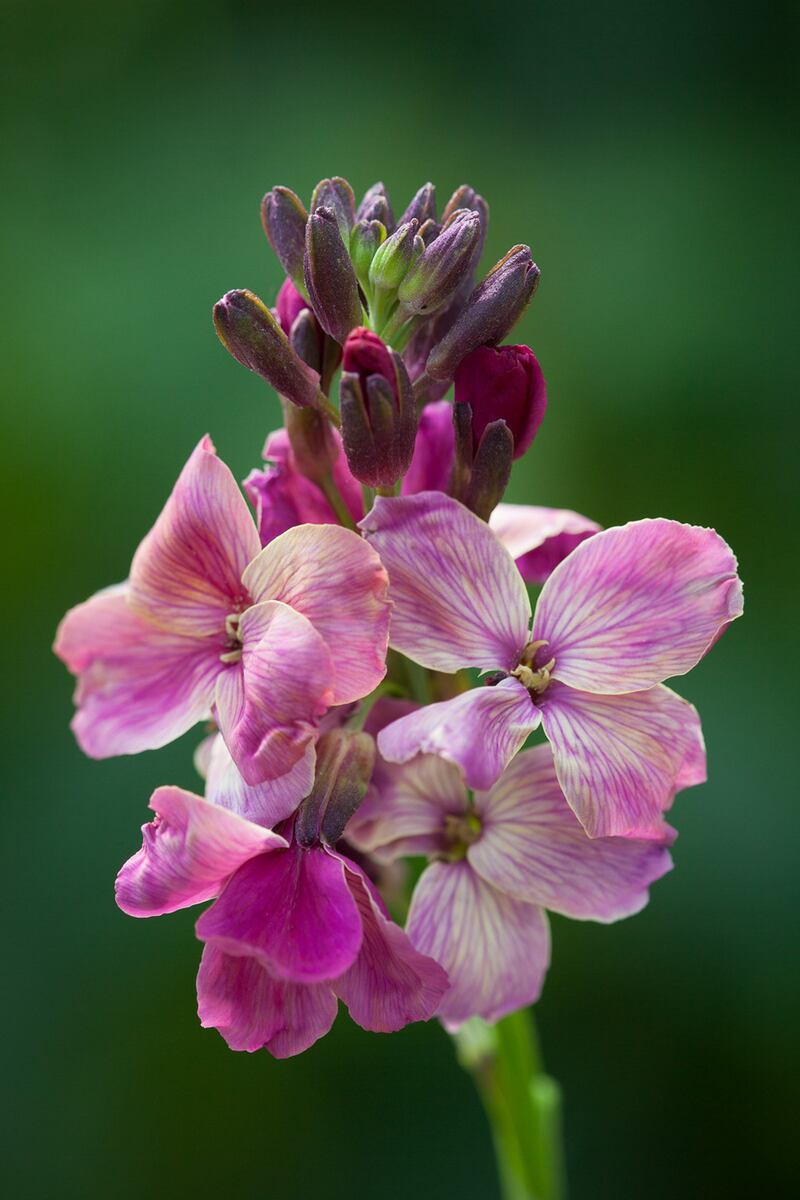 Erysimum cheiri Sunset Purple.