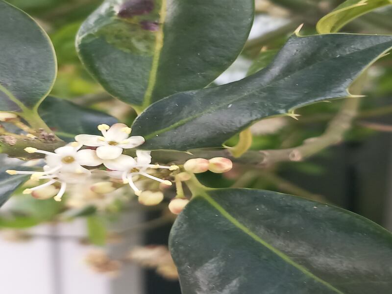 Male holly flowers. Photograph supplied by J Byrne