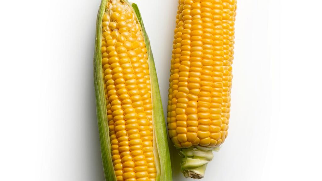 Though corn is a grain and a type of maize, sweetcorn is picked when young, called the milk stage, and used as a vegetable