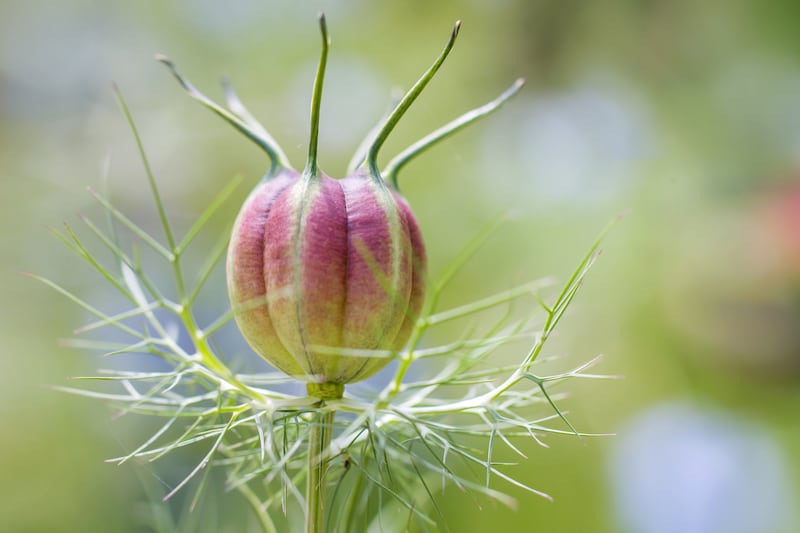 Seedhead of Nigella Damascena, known as Love-in-a-mist flower