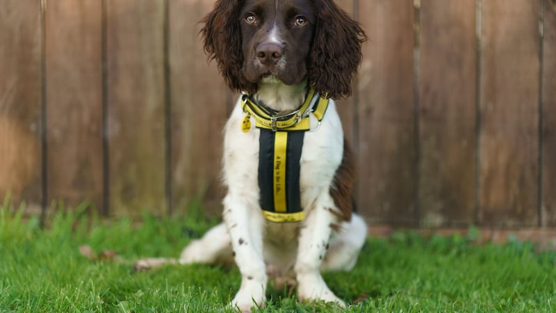 A family recently paid €1,150 on what they thought was a cockapoo only to realise when they received the dog that it was actually a springer spaniel (name Bailey, pictured).
