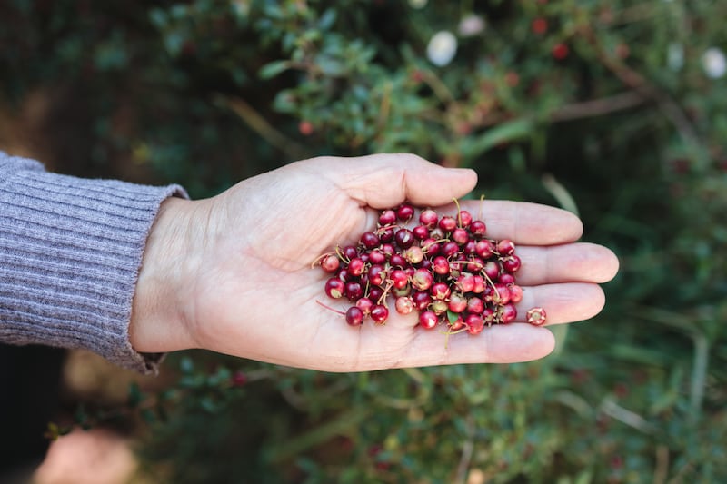 Wild Chilean berry. Photograph: Getty