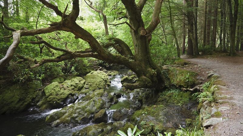 The old oak tree beside the Shimna River, Tollymore Forest Park, Mourne Mountains, near Newcastle, Co Down. Photograph: MyLoupe/UIG via Getty Images