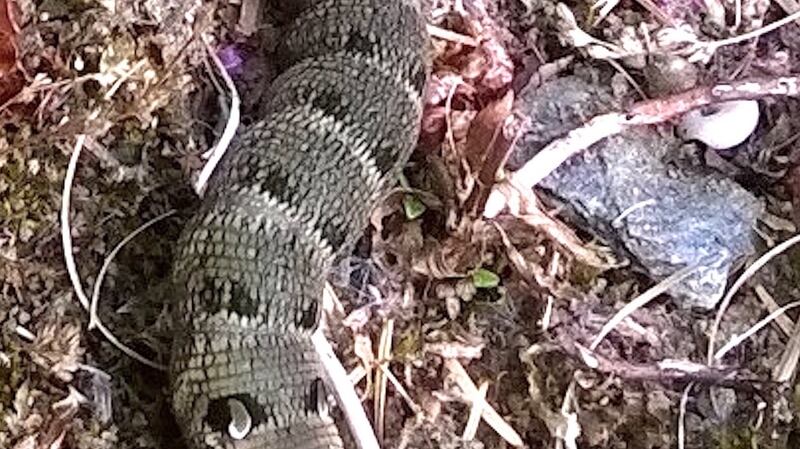 Elephant hawkmoth caterpillar