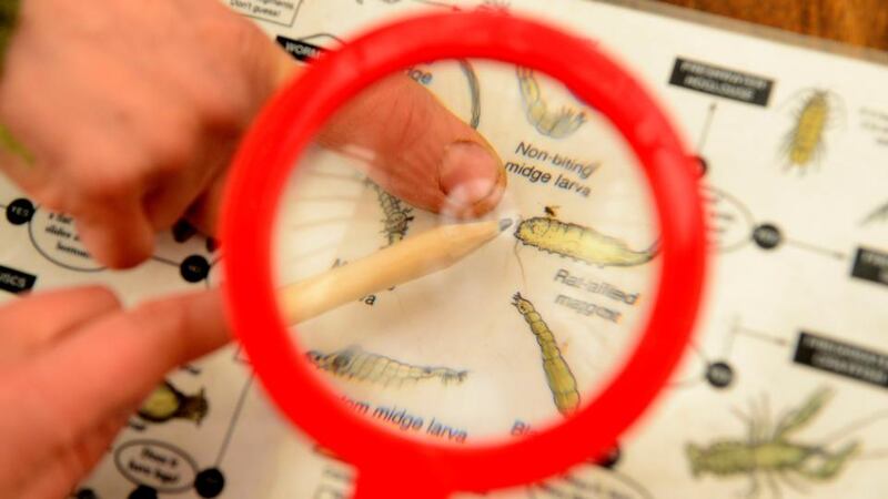 Investigating nature: learning about larvae at the Festival of Outdoor Learning. Photograph: Cyril Byrne