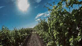 Tired of sauvignon? Bored with Pinot Grigio? Try these classy whites