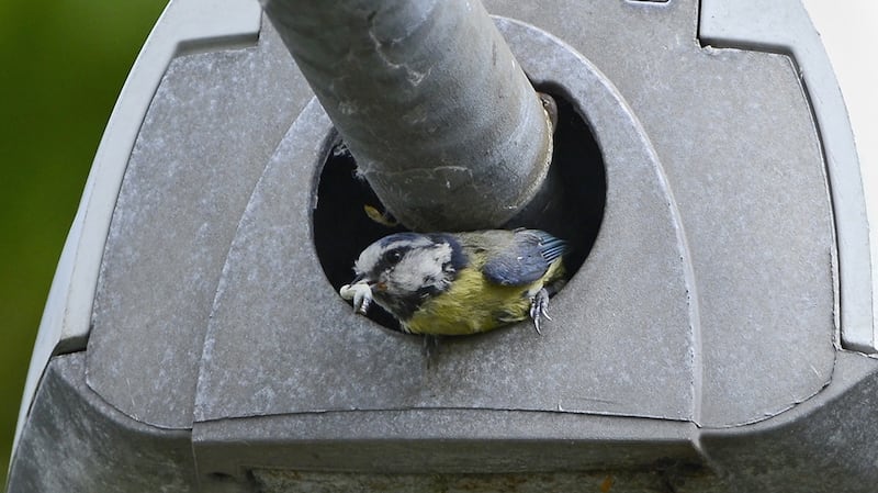 Eyes on nature: one of the blue tits that Colum Clarke saw in a street lamp in Kill of the Grange, in Dún Laoghaire