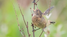 Biodiversity photography winners: A snapshot of the wildlife that calls Ireland home