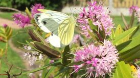 What’s this unusual butterfly called? Readers’ nature queries