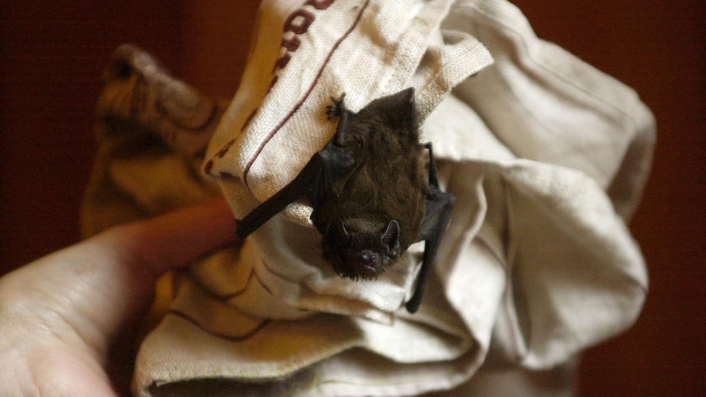 Carefully pick up the  bat (if you dare!), put it in a shoe box, and find a dark, safe spot in a bush or tree where it can continue sleeping.  Photograph: Alan Betson/The Irish Times