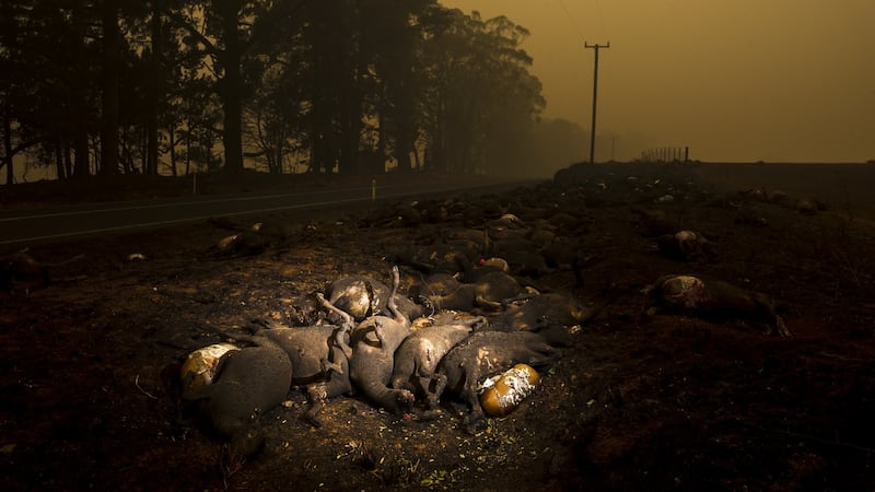 The aftermath of the Dunns Road bushfire the swept through the town of Batlow in the Snowy Valley of New South Wales, killing livestock and destroying homes, farms and orchards. Photograph:  Dion Georgopoulos/The Sydney Morning Herald via Getty Images