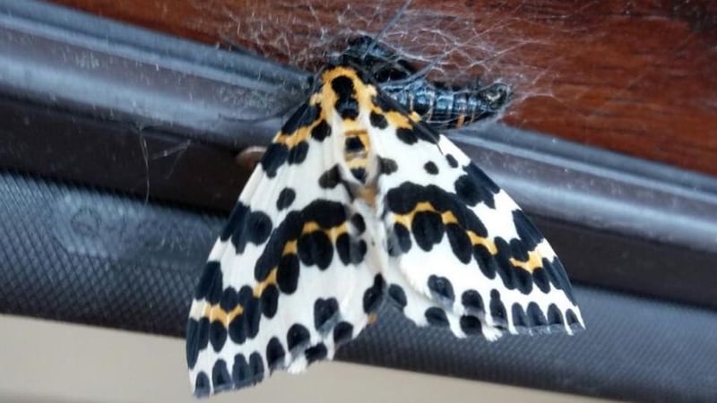 Eyes on nature: the magpie moth that Louise Stoodley saw emerge from its chrysalis