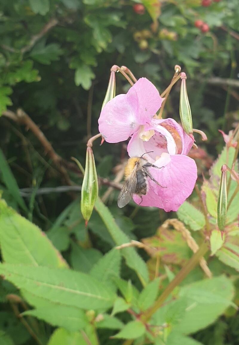 Himalayan balsam