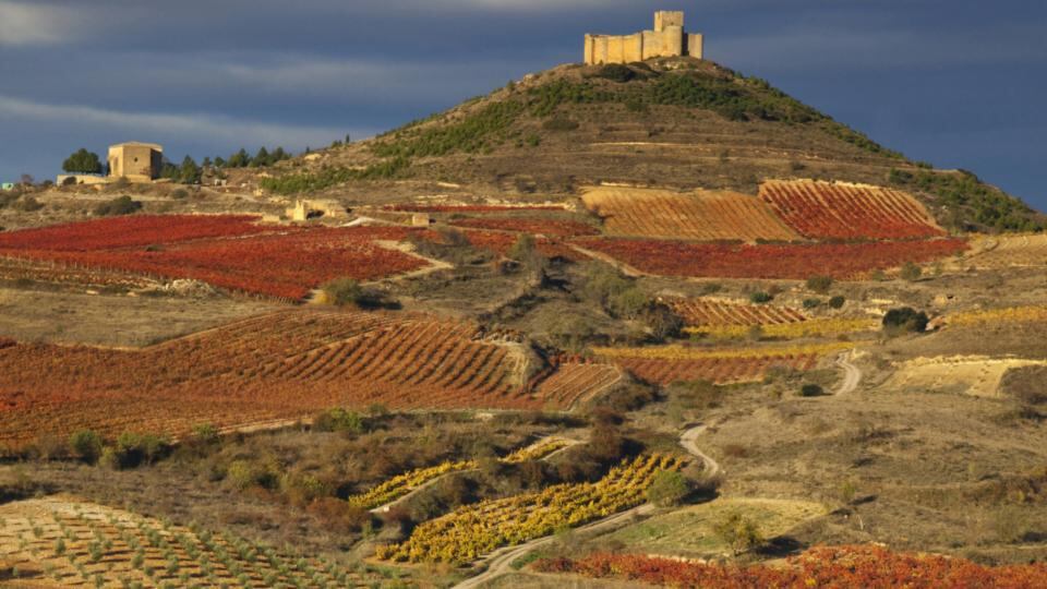 Vines near Banos del Ebro and San Vincente de la Sonsierra