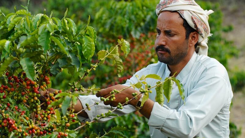 A coffee farmer harvesting coffee beans in Taizz, Yemen. Photograph: iStock