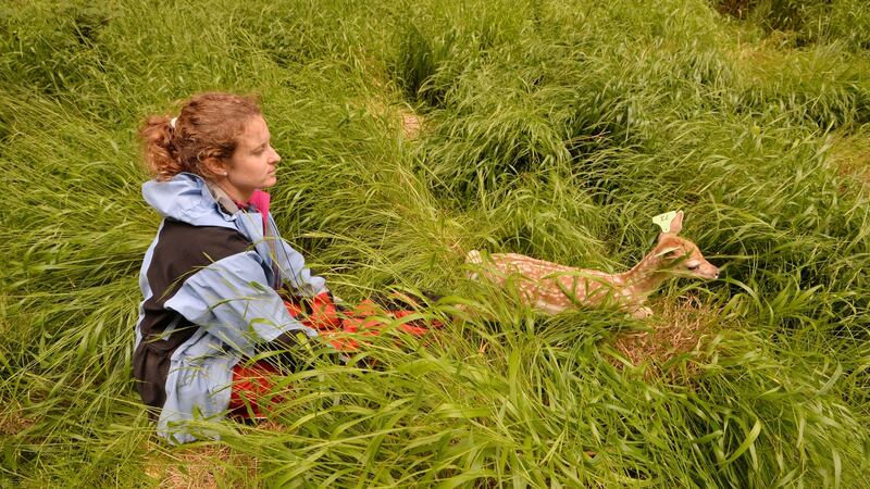 Members of the OPW working with students from UCD conduct the annual tagging of fawns in Phoenix Park, Dublin. Photograph: Alan Betson / The Irish Times