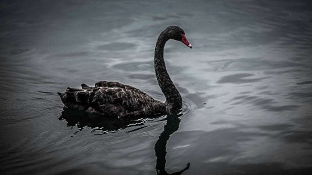 A black swan and a reflection.