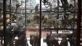 Collection of animals and monsters has definite heartbeat