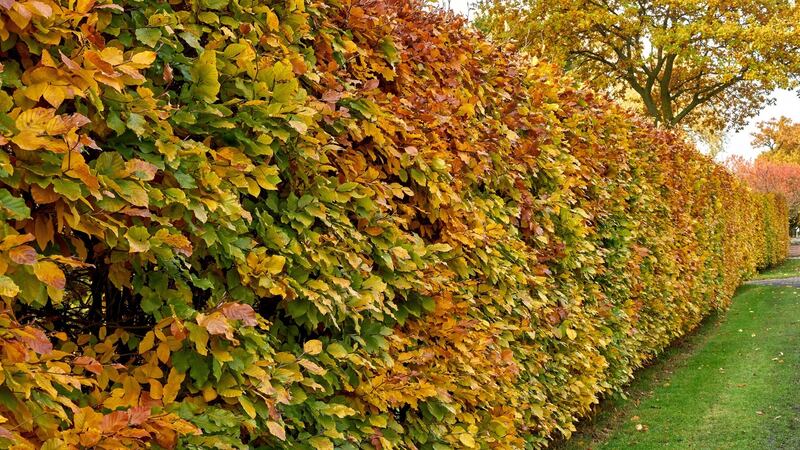 Hornbeam makes a fast-growing, deciduous hedge. Photograph: iStock