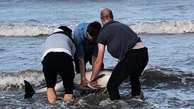 Three friends rescue stranded dolphin in Co Meath