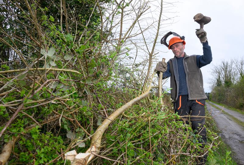 'The weave or binding we do on the top of the hedge is hazel or willow – any nice long, straight, flexible rods.' Photograph: Michael McLaughlin