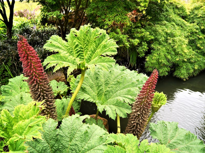 Gunnera Tinctoria, Giant rhubarb, can clog waterways and crowd out native species. Photograph: Getty Images