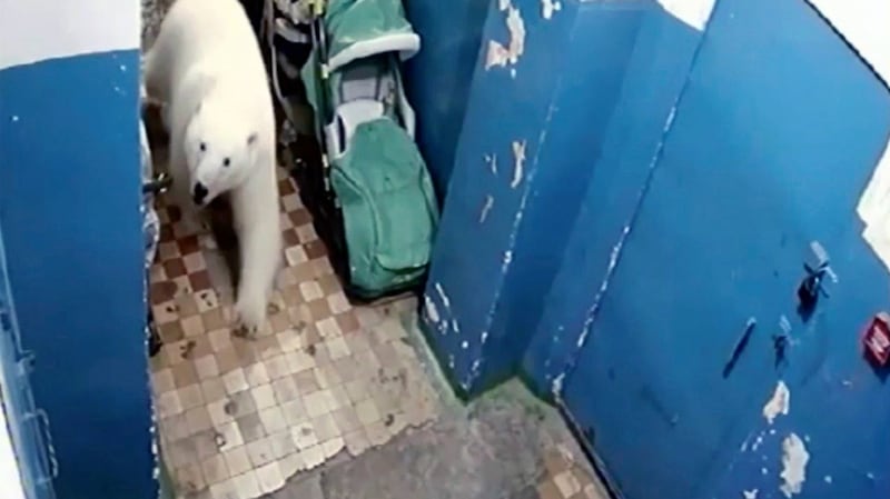 A polar bear in the Novaya Zemlya archipelago, North of Russia. A state of emergency has been called in Belushya Guba as 50 polar bears are said to have invaded the town. Photograph: The Siberian Times