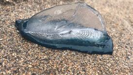 What’s this creature I found on Carnivan Bay? Readers’ nature queries