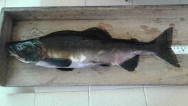 Alert issued over increase in invasive Pacific pink salmon