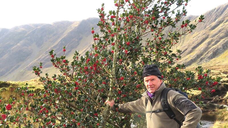 Holly covered with red berries, spotted by John O’Callaghan in Westport, Co Mayo
