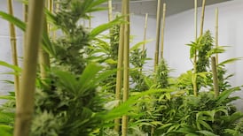 Medicinal cannabis: Where does Ireland stand?