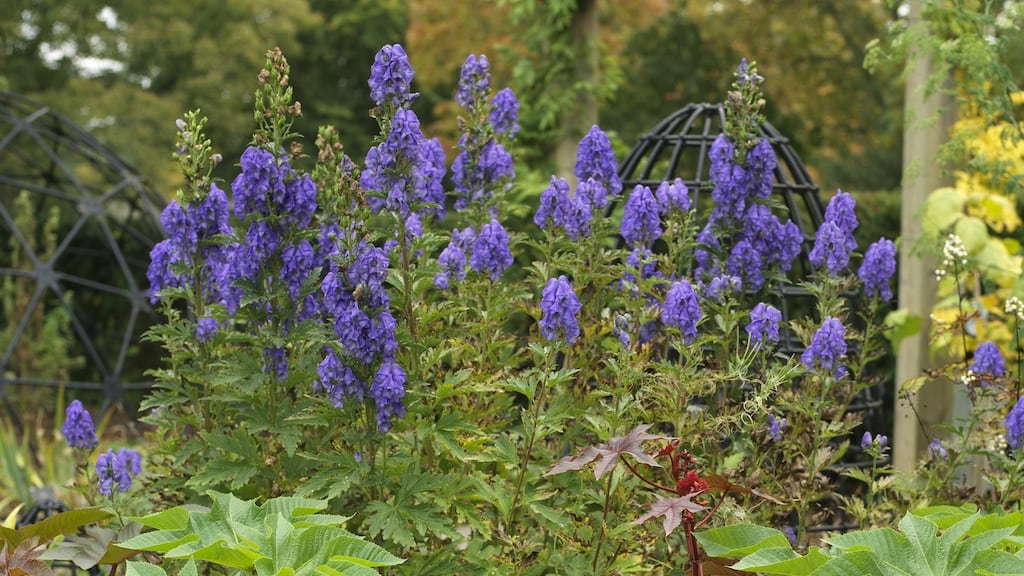 The decorative flowers of the late- summer flowering, highly poisonous perennial Aconitum. Photograph: Richard Johnston